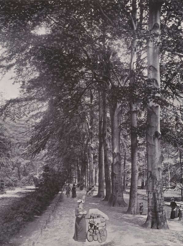 Im Tiergarten, Ein schattiger Weg by Photographer German