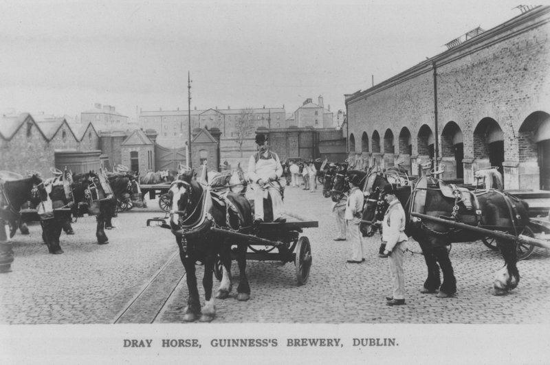 Dray horse, Guinness Brewery, Dublin, Ireland by Photographer Irish