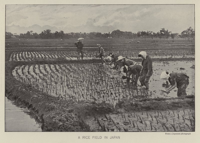 A rice field in Japan by Photographer Japanese