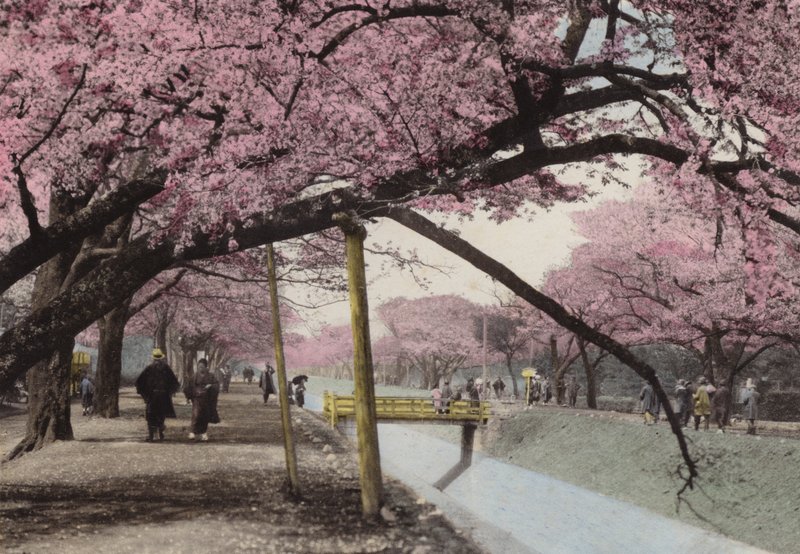 Japan, c.1912: Cherry Blossom at Koganei, near Tokyo by Photographer Japanese