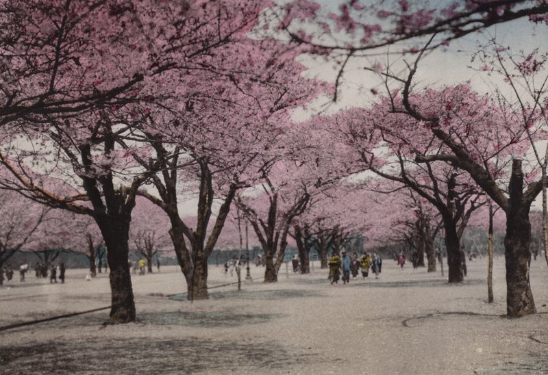 Japan, c.1912: Cherry Blossom at Uyeno Park, Tokyo by Photographer Japanese