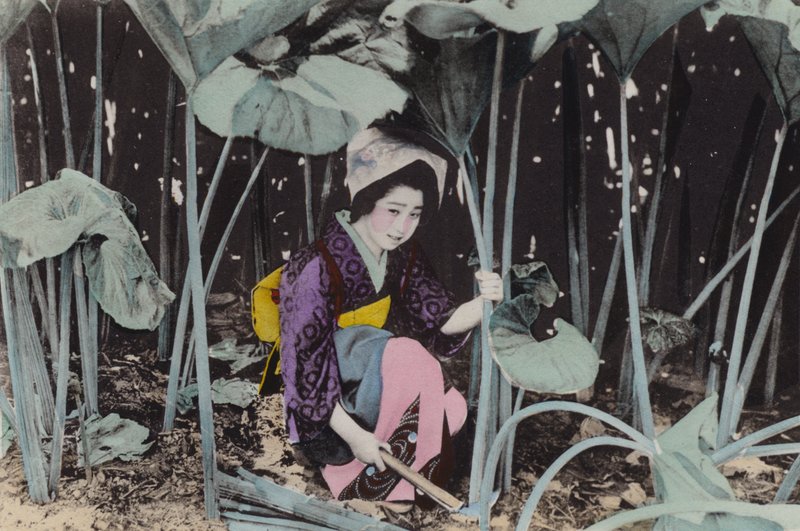 Japan, c.1912: Enormous Bog-Rhubarb, Wild Plant, Akita by Photographer Japanese