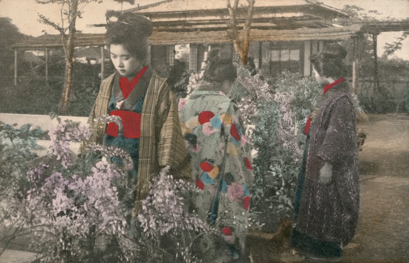 Japanese women with wisteria plants by Photographer Japanese