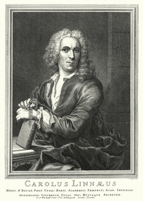 Carl Linnaeus, Swedish botanist and zoologist by Pierre Tanje