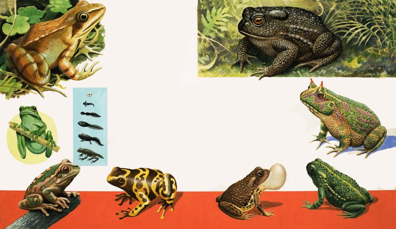 All sorts of Frogs and Toads by R.B. Davis