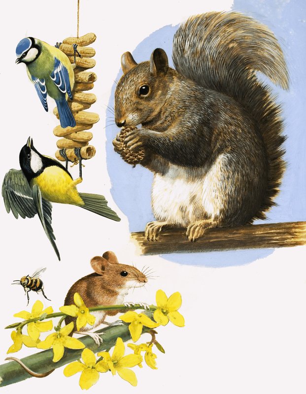 Busy Little Animals, Including the Blue Tit, Great Tit, Bumble Bee, Field Mouse and Grey Squirrel by R.B. Davis