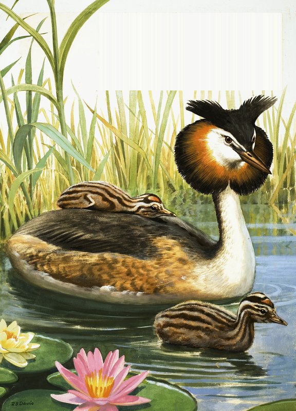 Great Crested Grebe by R.B. Davis