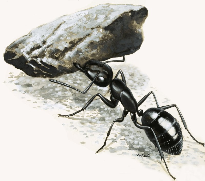 Little Monsters: The Mighty Ant by R.B. Davis