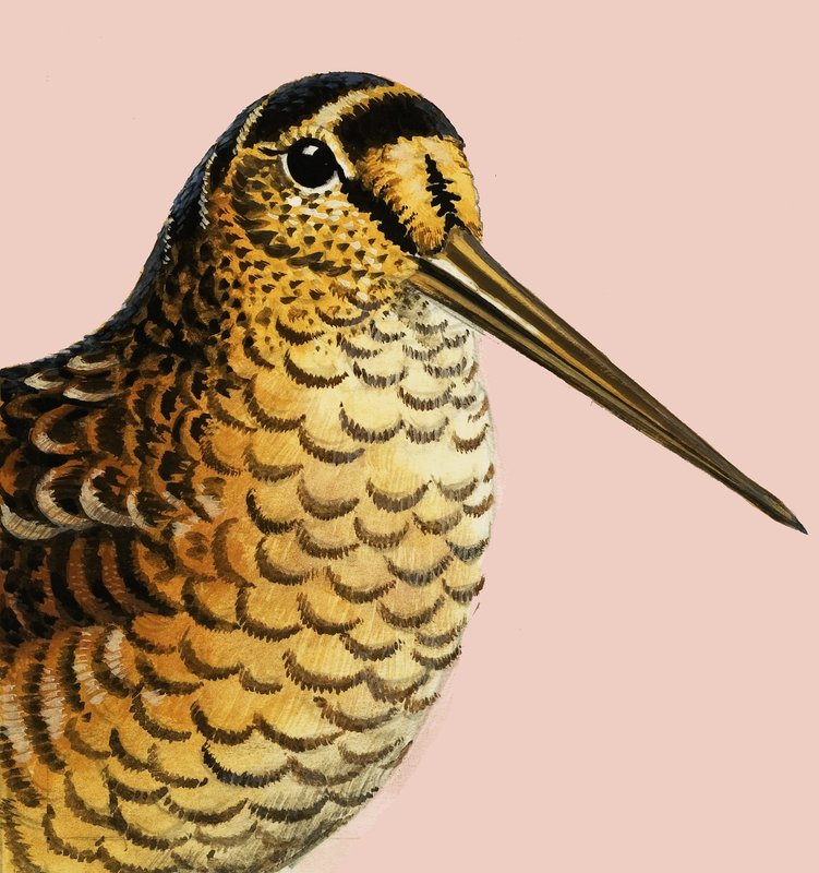 Looking at Nature: The Woodcock by R.B. Davis