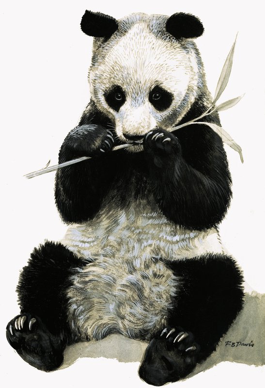 Panda by R.B. Davis
