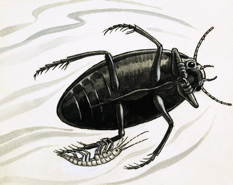 Shrimps Often Hitch a Ride with Great Water Beetles by R.B. Davis