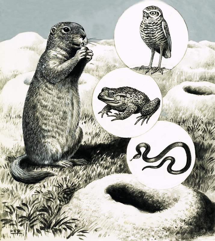The Elaborate Burrows of the Prairie Dog by R.B. Davis