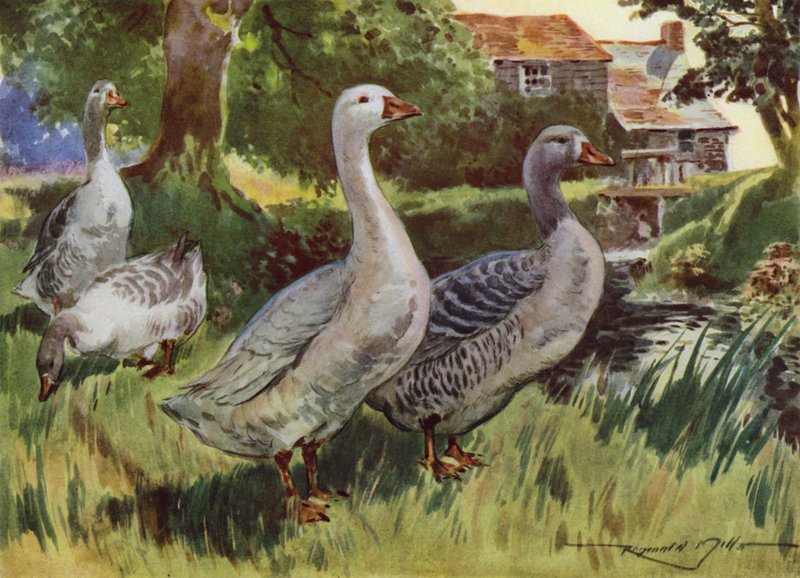 Illustration for My Farm by Reginald Mills