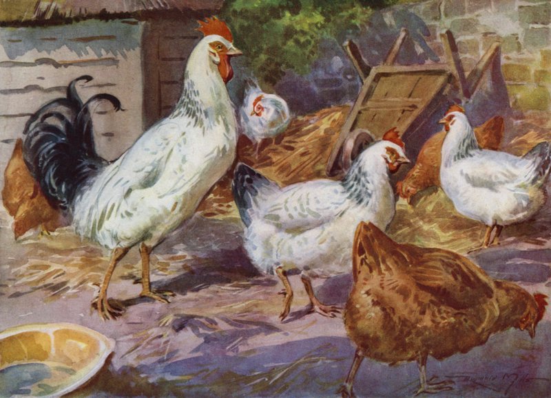 Illustration for My Farm by Reginald Mills