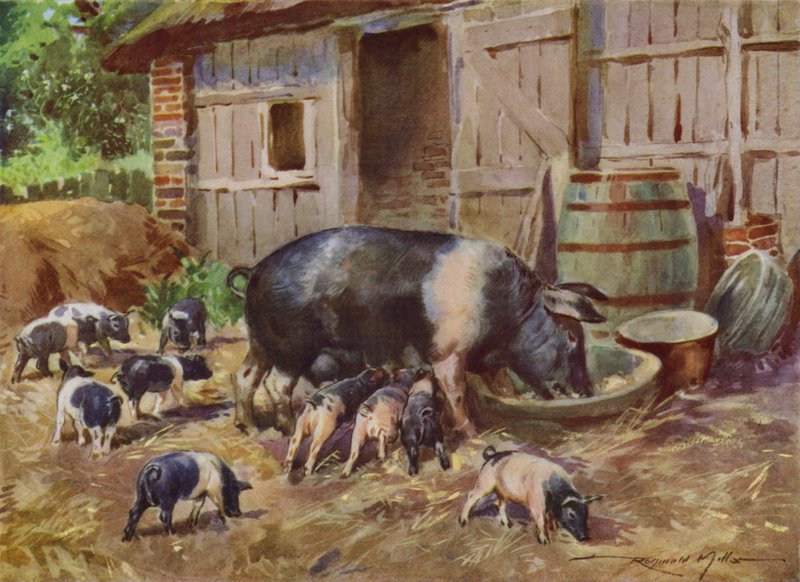Illustration for My Farm by Reginald Mills
