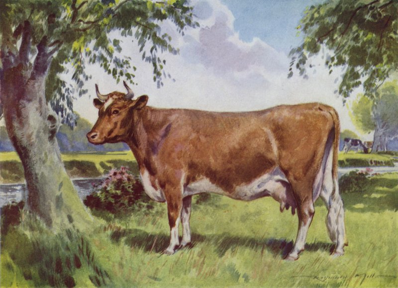Illustration for My Farm by Reginald Mills