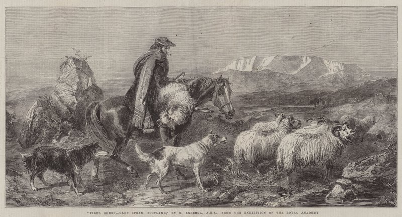 Tired Sheep, Glen Spean, Scotland, from the Exhibition of the Royal Academy by Richard Ansdell