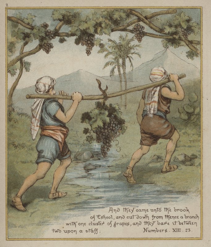 A Cluster of Grapes from Eshcol by Richard Andre