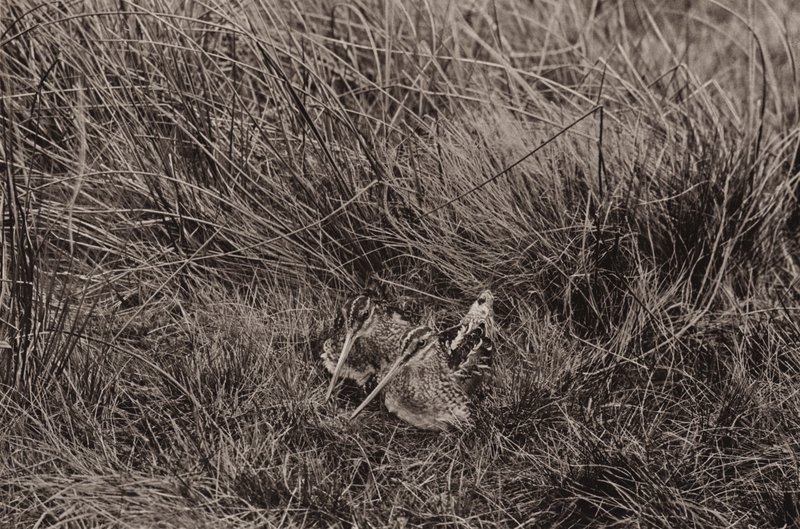 Snipes covering young by Richard and Cherry Kearton
