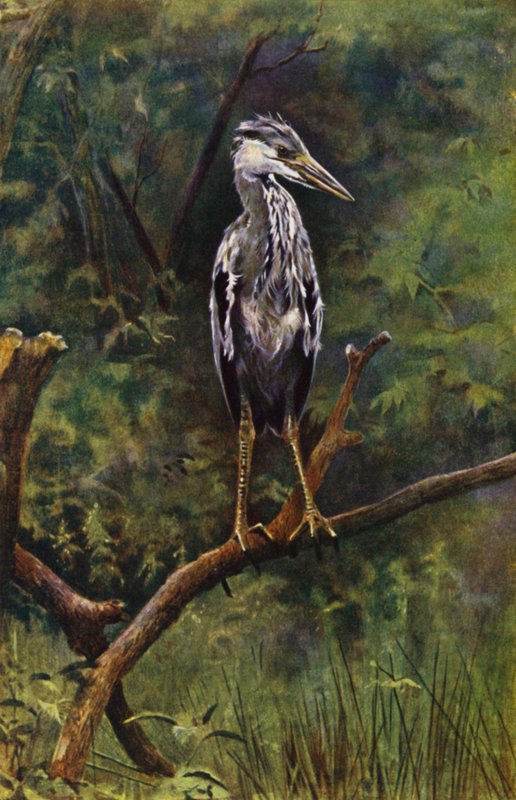 A Young Heron by Richard and Cherry Kearton