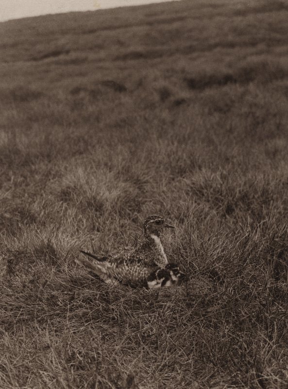 Golden Plover Covering Chicks by Richard and Cherry Kearton