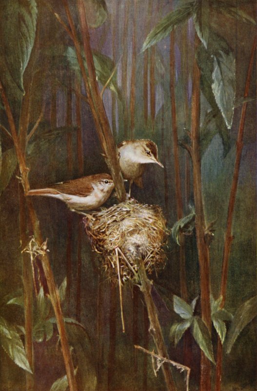 Reed warblers by Richard and Cherry Kearton