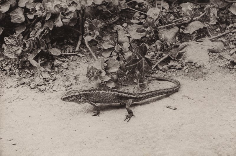 Sand lizard by Richard and Cherry Kearton
