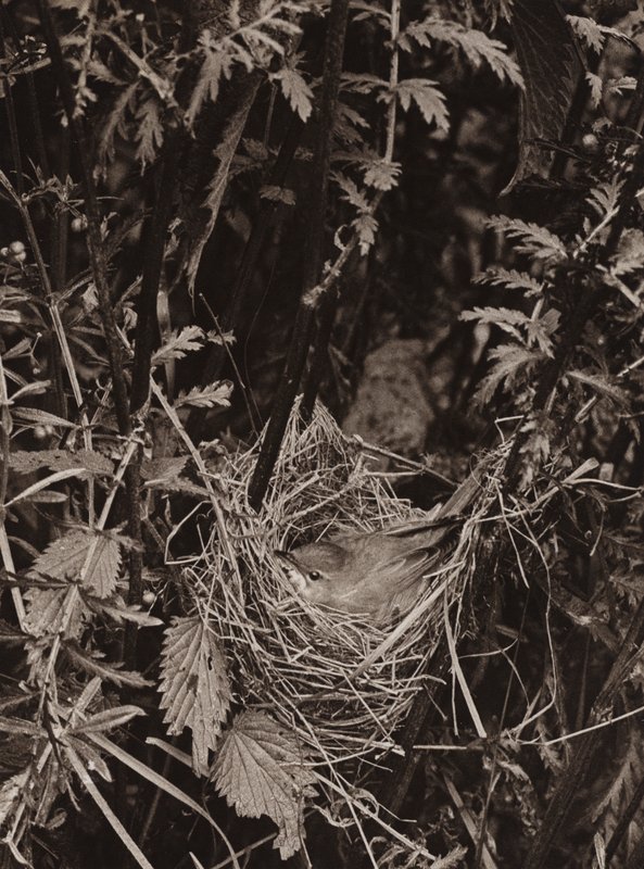 The marsh warbler by Richard and Cherry Kearton