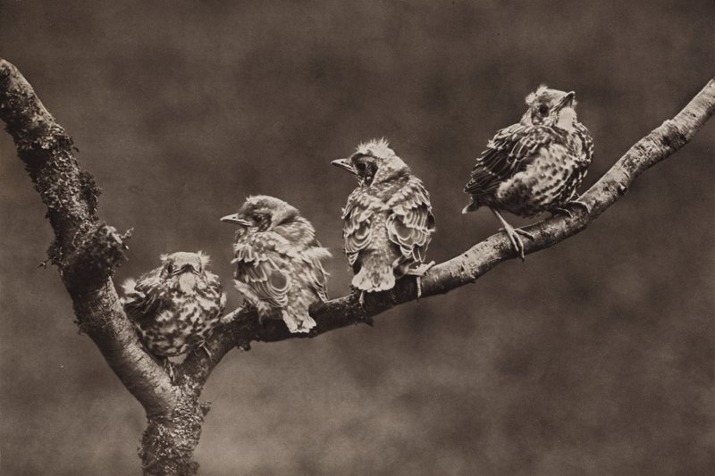 Young missel thrushes by Richard and Cherry Kearton