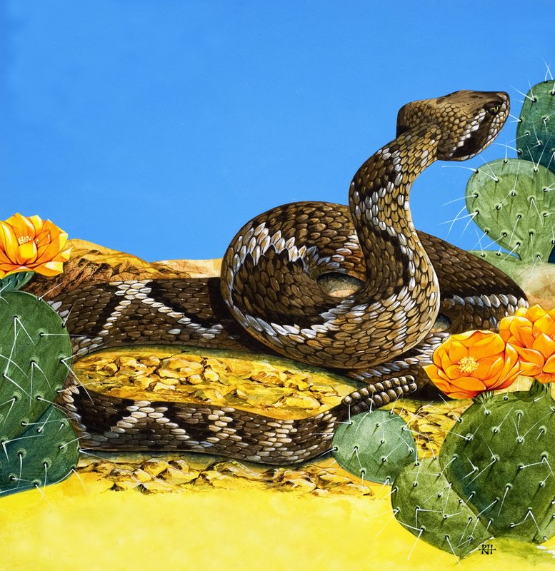 The Rattlesnake