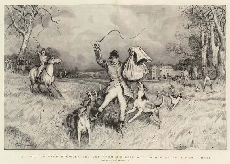 A Poultry Yard prowler dug out from his lair and bagged after a hard chase by Robert Walker Macbeth