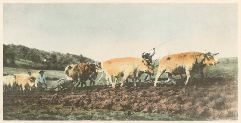 Ploughing in the Nivernais by Rosa Bonheur