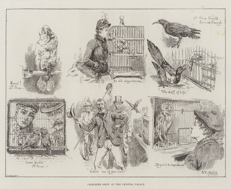 Cage-Bird Show at the Crystal Palace by S.T. Dadd