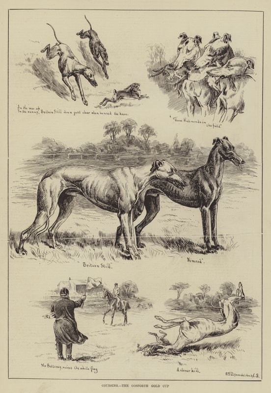 Coursing, the Gosforth Gold Cup by S.T. Dadd