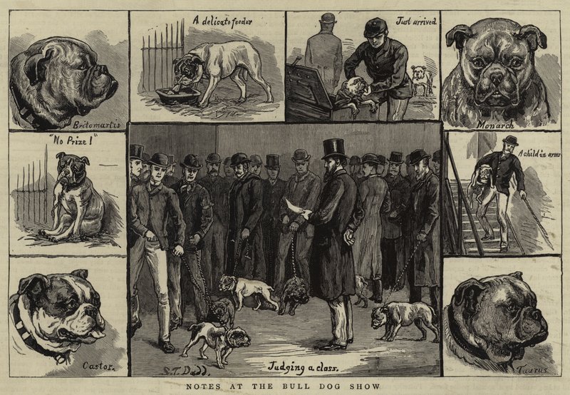 Notes at the Bull Dog Show by S.T. Dadd