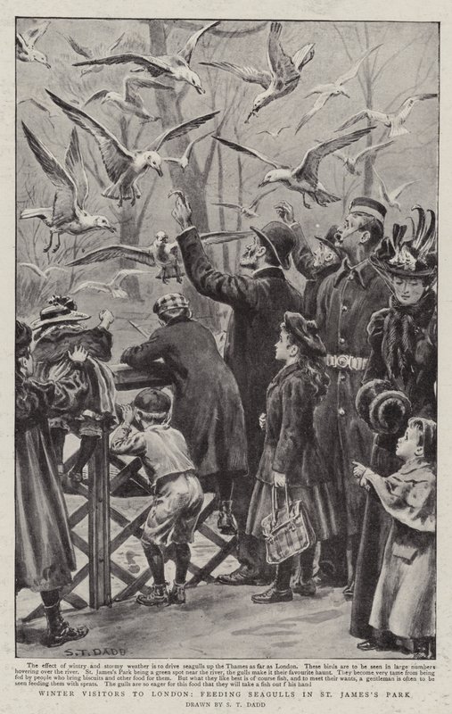 Winter Visitors to London, Feeding Seagulls in St James