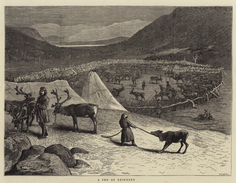 A Pen of Reindeer by Samuel Edmund Waller