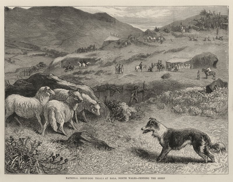National Sheep-Dog Trials at Bala, North Wales, Penning the Sheep by Samuel Edmund Waller