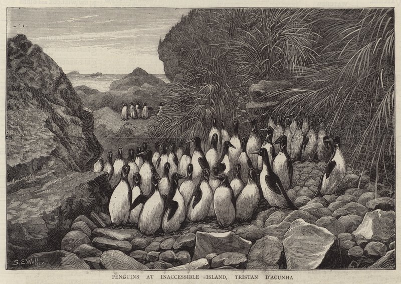 Penguins at Inaccessible Island, Tristan D