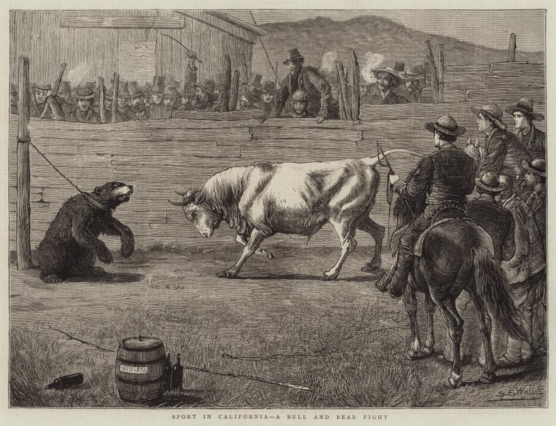 Sport in California, a Bull and Bear Fight by Samuel Edmund Waller
