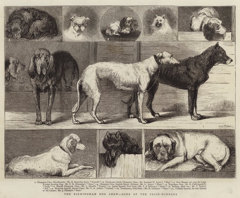 The Birmingham Dog Show, Some of the Prize-Winners by Samuel Edmund Waller
