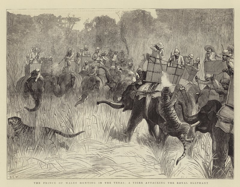 The Prince of Wales Hunting in the Terai, a Tiger Attacking the Royal Elephant by Samuel Edmund Waller