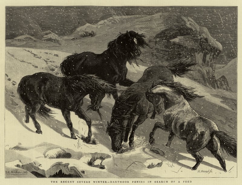 The Recent Severe Winter, Dartmoor Ponies in search of a Feed by Samuel Edmund Waller