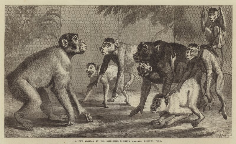 A New Arrival at the Zoological Society