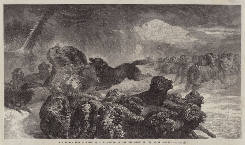 A Stampede from a Wolf by Samuel John Carter