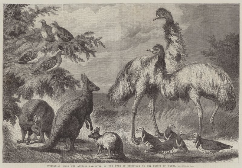 Australian Birds and Animals Presented by the Duke of Edinburgh to the Prince of Wales by Samuel John Carter