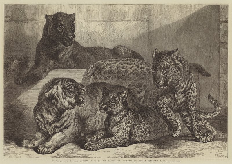 Leopards and Tigress Lately Added to the Zoological Society