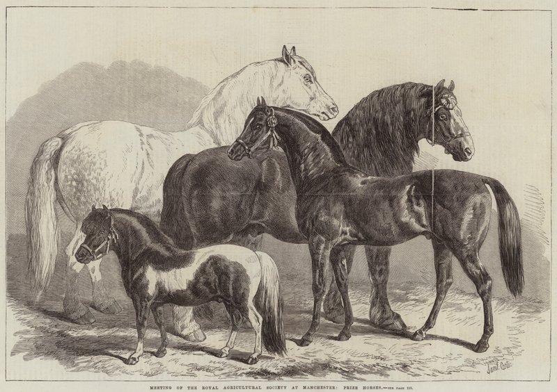 Meeting of the Royal Agricultural Society at Manchester, Prize Horses by Samuel John Carter