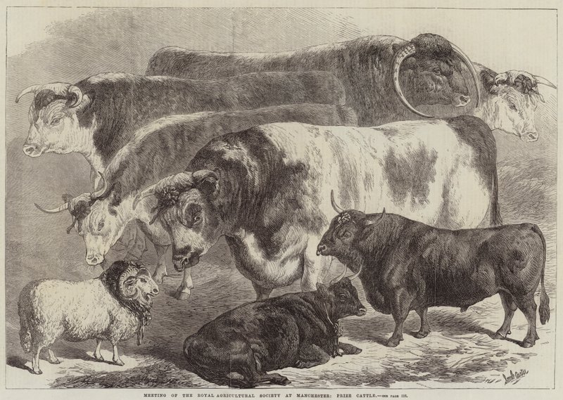 Meeting of the Royal Agricultural Society at Manchester, Prize Cattle by Samuel John Carter