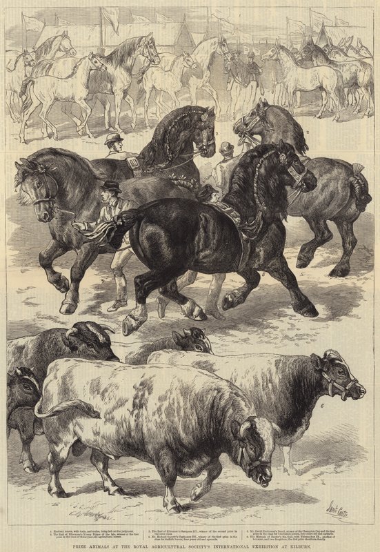 Prize Animals at the Royal Agricultural Society